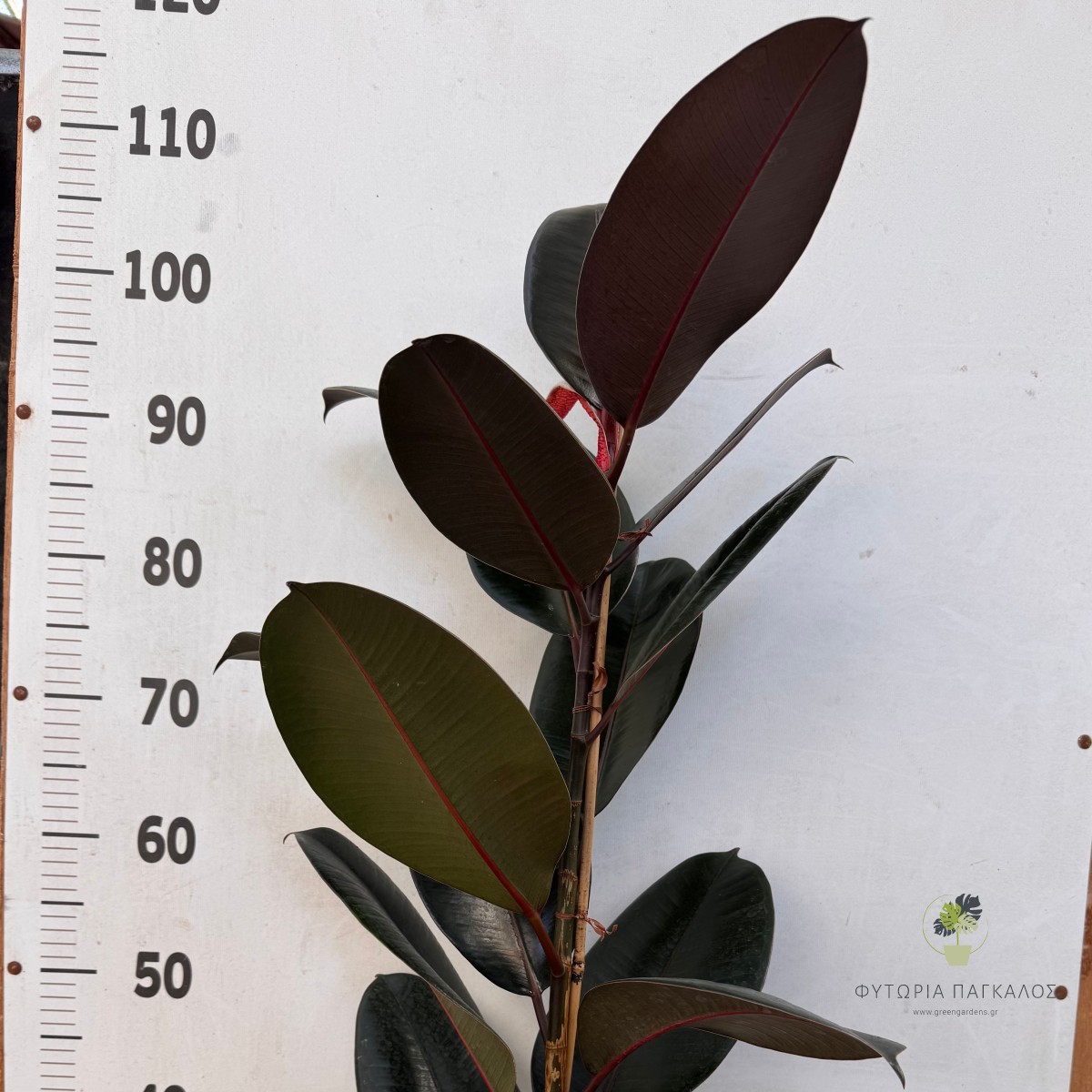 Φίκος Αμπιτζάν (Ficus elastica 'Abidjan') - 3